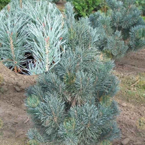 Pinus sylvestris 'Bonna' - Harilik mänd 'Bonna' C5/5L